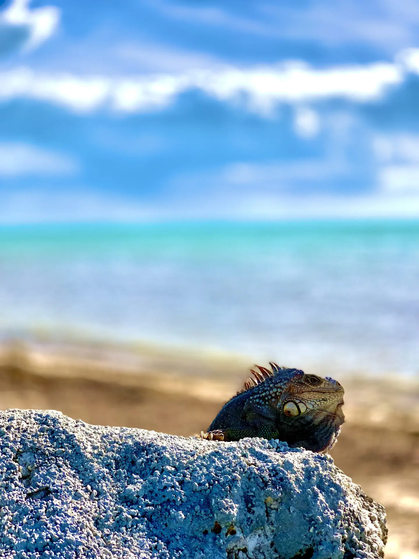Key West iguana basking by the water — local wildlife